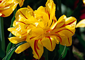 Tulipa 'Monsella' Gefüllte frühe Tulpe