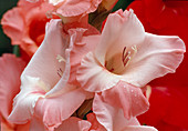 Gladiolus Hybriden