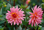 Dahlia hortensis 'Marianne Strauss' Bl 01