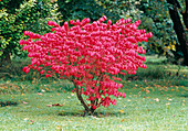Euonymus alatus 'Compactus' (Corkstring spindle shrub)