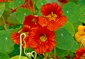 Tropaeolum majus (Kapuzinerkresse) Bl 01