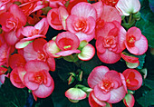 Begonia elatior (begonia)