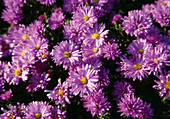 Aster dumosus 'Lady in Blue' ( Cushion Aster) BL01