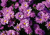 Aster dumosus 'Lady in Blue' ( Kissenaster) BL01