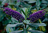 Hebe x andersonii 'Violacea' (shrub veronica)