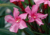 Nerium oleander Bl 01