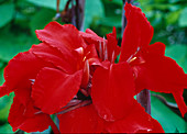 Canna indica (Indian flower cane) Bl 01