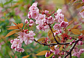 Prunus serrulata (Zierkirsche) Bl 01