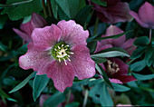 Helleborus orientalis (Red Lentil Rose), bl. 01