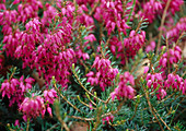 Erica carnea (Heide)