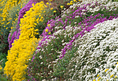 Rock garden with Iberis (ribbon flower), Alyssum saxatile (stonewort) Bl 01