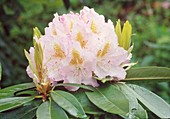 Rhododendron hyb. 'Gomer Waterer' (Alpenrose) BL01