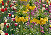 Fritillaria imperialis (Imperial Crown)