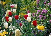 Tulipa (tulips) and Lunaria annua (garden silverleaf) Bl 01