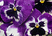 Viola wittrockiana pansy