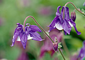 Aquilegia hyb (columbine)