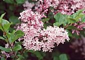 Syringa chinensis (Chinese Lilac) Bl 01