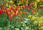 Tulipa (Tulpen) und Alyssum (Steinkraut)