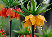 Fritillaria imperialis (Kaiserkronen), Bl. 01