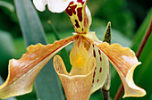 Paphiopedilum hyb. (Lady's slipper orchid)