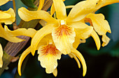 Gelbe Blüte von Laelia Orchidee