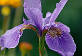 Iris sibirica Bl 01