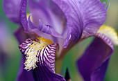 Iris barbata Hyb 'Dark Triumph' (Schwertlilie)