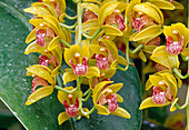 Cymbidium-Hyb (Kahnorchideen)