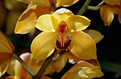 Cymbidium hybr. (Cahn orchid)
