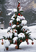 Christmas tree in the garden