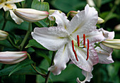 Lilie (Lilium Auratum Hyb.) 'Casablanca'