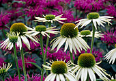 Echinacea purpurea 'Alba' (white coneflower)