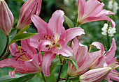 Lilium orientalis Hyb (Lilie)