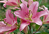 Lilium orientalis Hyb (Lily)