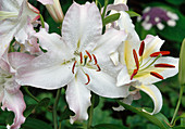 Lilium auratum Hyb 'Casablanca' (Lily)