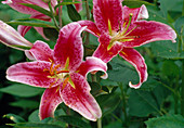 Lilium orientalis 'Stargazer' (Lily)