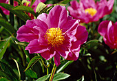 Paeonia lactiflora 'Schwindt' (Pfingstrose)