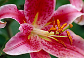 Lilium orientalis 'Stargazer' (Lily)