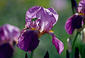Iris barbata elatior 'Dark Triumph' (Schwertlilie)