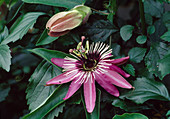 Passionsblume (Passiflora x violacea)