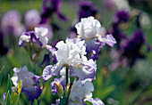 Iris barbata elatior 'Alizes' (Schwertlilie)