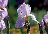 Iris barbata elatior 'Lovely Again' (Schwertlilie)