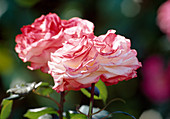 Pink 'nostalgia', fragrant, more flowering