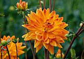 Dahlie (Dahlia hortensis) 'Churpfalzpark'