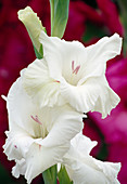 Gladiolus Hyb. (Gladiole) Bl 01