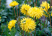 Dahlia hybrid Dahlia hortensis 'Johann Nestroy'