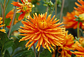 Dahlia hortensis 'Goldorange' (Kaktusdahlie)