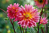 Dahlia hortensis 'Marianne Strauss' (Decorative Dahlia)