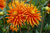 Dahlia hortensis 'Golden Orange' (Cactus Dahlia)