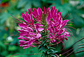 Cleome spinosa (Spinnenblume)